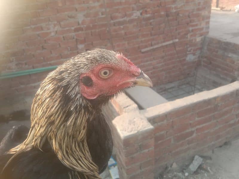 aseel pair aseel hen or aik black jawa patha for sale 1