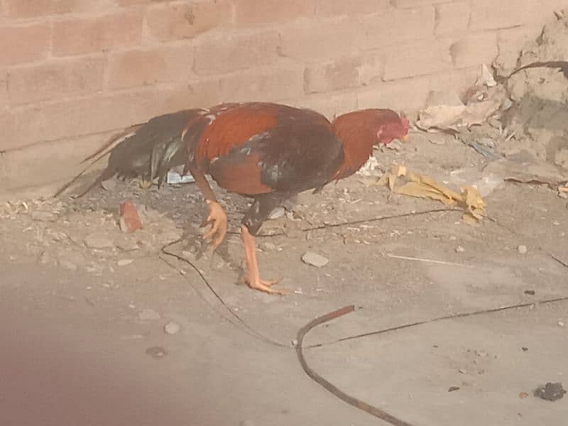 aseel pair aseel hen or aik black jawa patha for sale 2