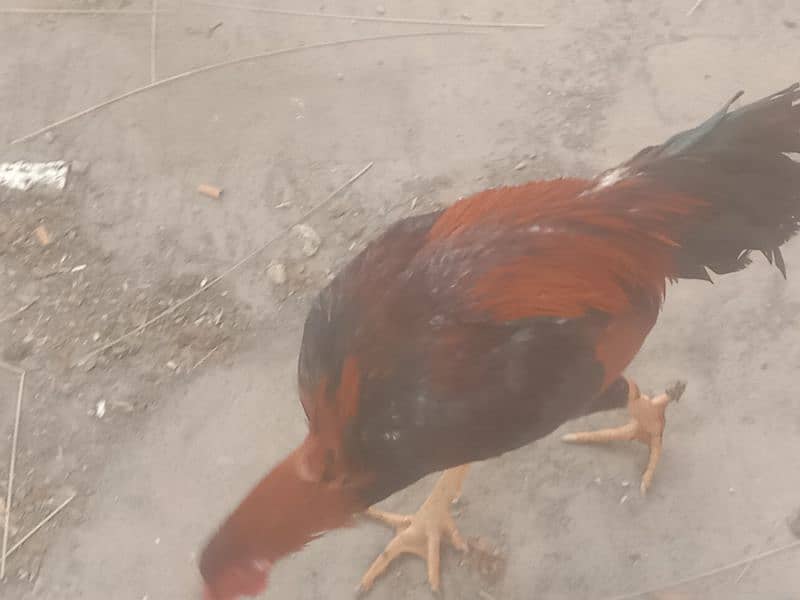 aseel pair aseel hen or aik black jawa patha for sale 3