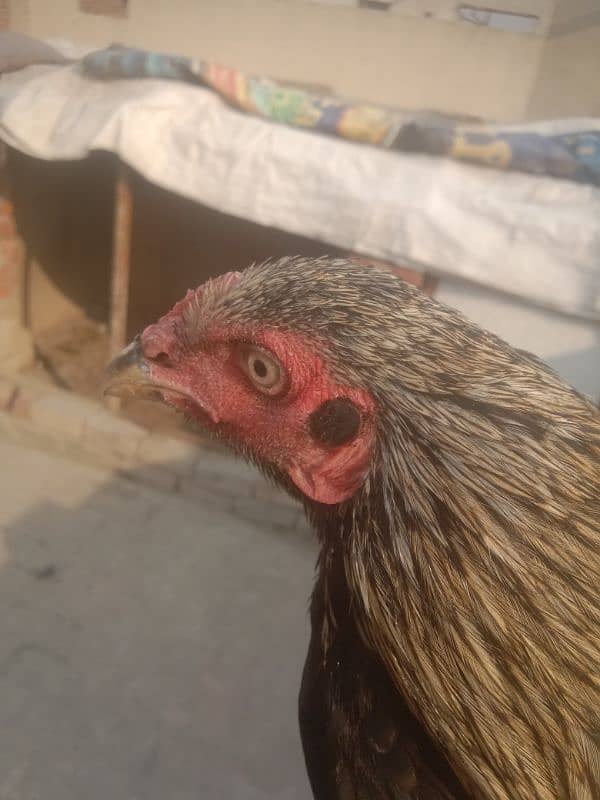 aseel pair aseel hen or aik black jawa patha for sale 4