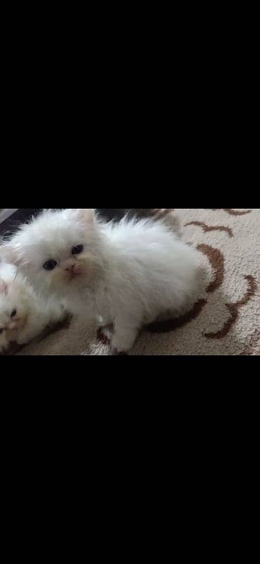 Persian cat /white Persian cat 0