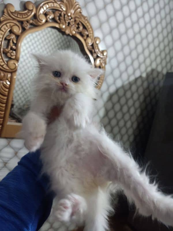 Persian cat /white Persian cat 1