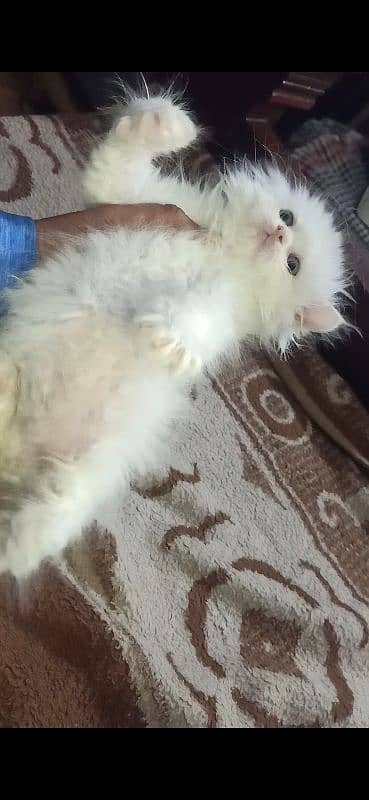 Persian cat /white Persian cat 2