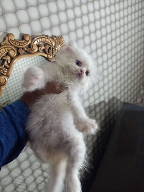 Persian cat /white Persian cat 3