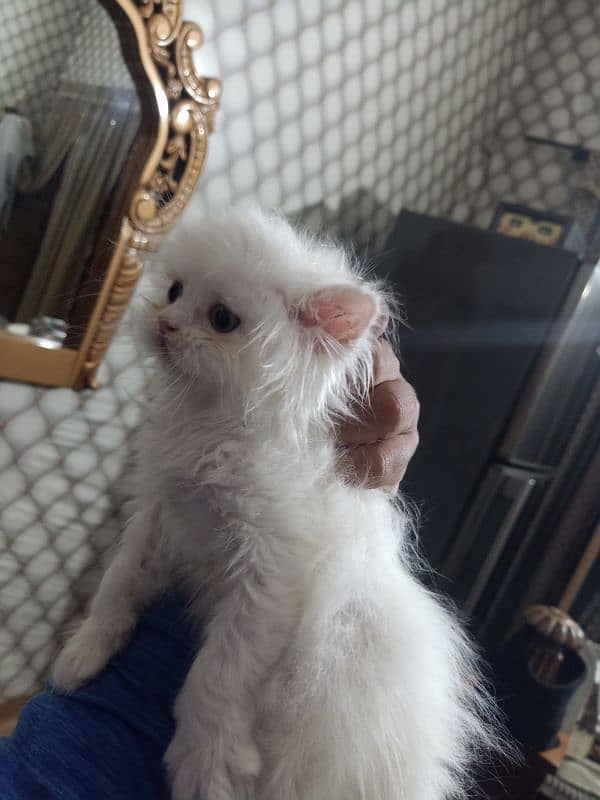 Persian cat /white Persian cat 4