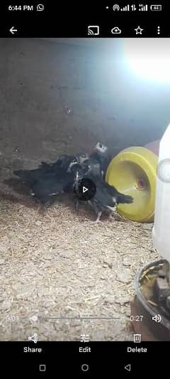 astralop chicks available full active