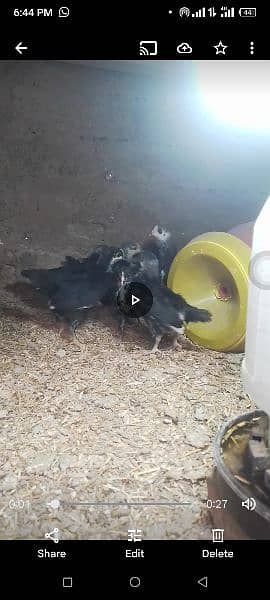 astralop chicks available full active 0