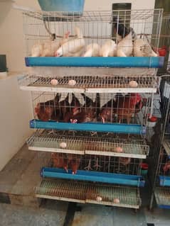 desi Murgian / desi hens/  golden misri hens for sale