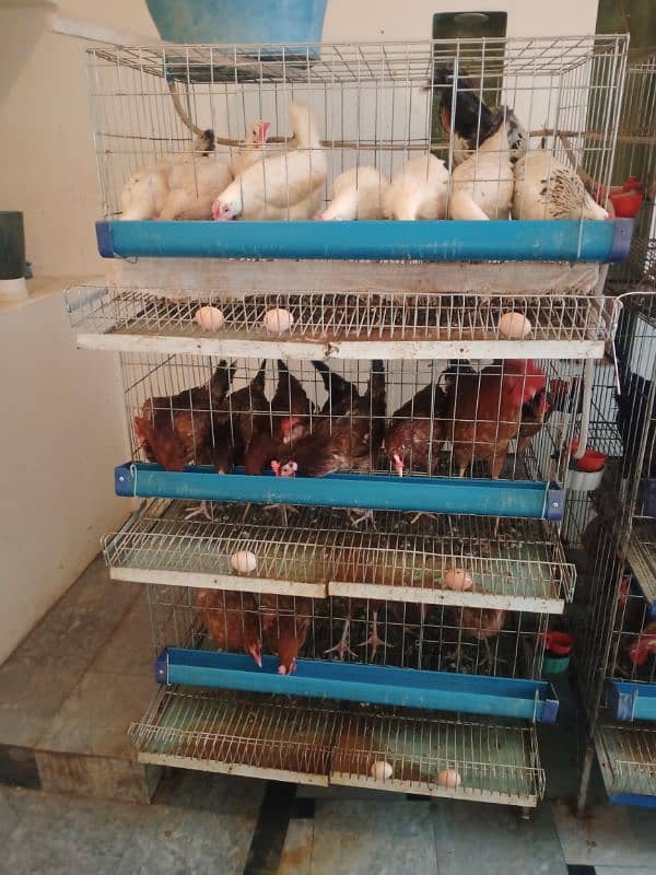 desi Murgian / desi hens/  golden misri hens for sale 0