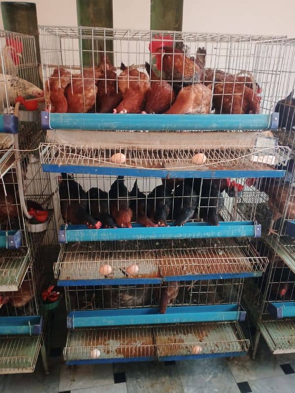 desi Murgian / desi hens/  golden misri hens for sale 3