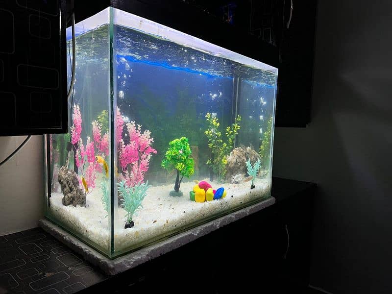 Fish Aquarium 2