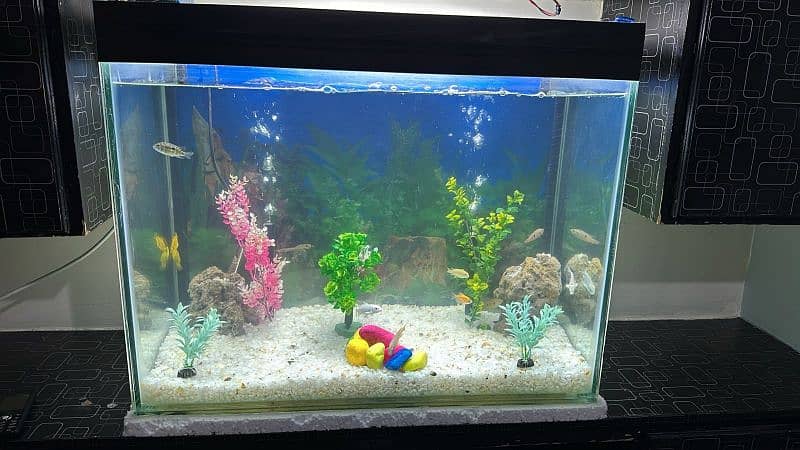 Fish Aquarium 4