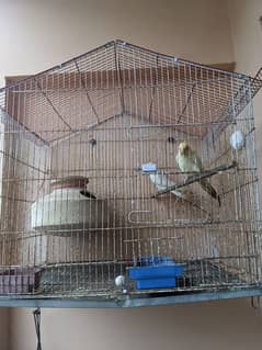 Handtame coacktail breeding Pair with cage