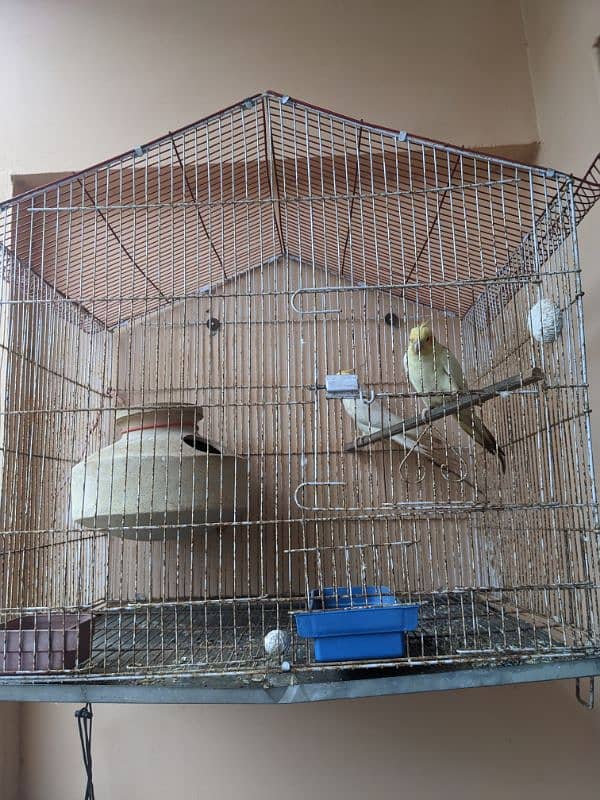 Handtame coacktail breeding Pair with cage 0