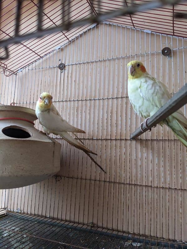 Handtame coacktail breeding Pair with cage 1