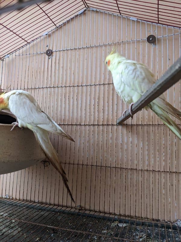 Handtame coacktail breeding Pair with cage 2