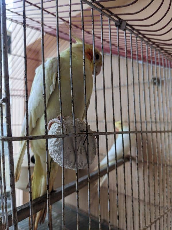 Handtame coacktail breeding Pair with cage 3