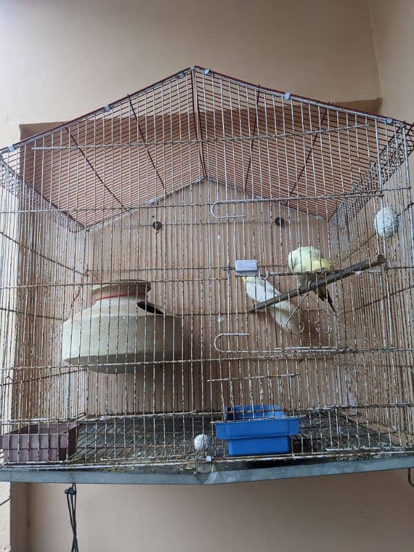 Handtame coacktail breeding Pair with cage 6