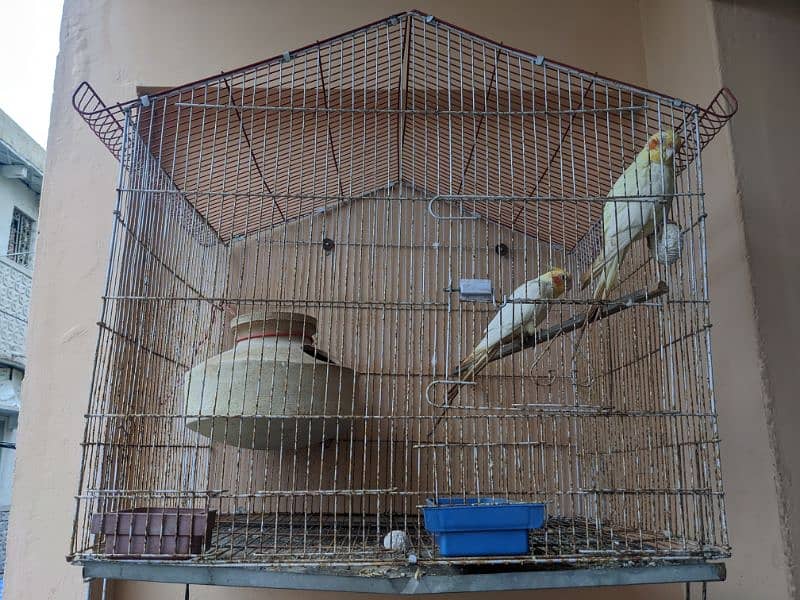 Handtame coacktail breeding Pair with cage 7