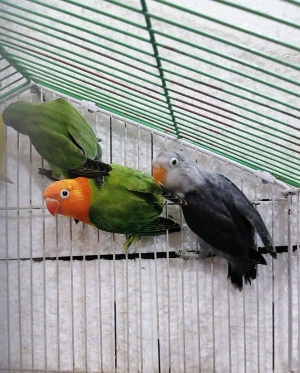 Love Birds Chiks 7