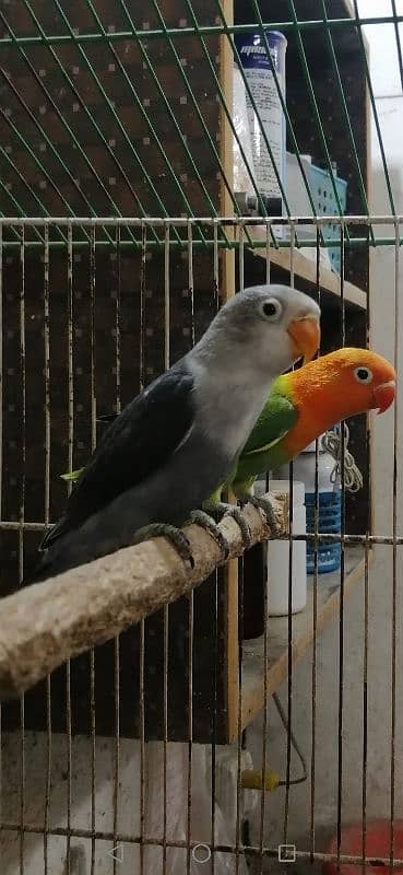 Love Birds Chiks 1