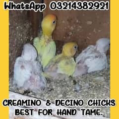 Chicks for hand tame/Budgies/Cocktail/ Cage