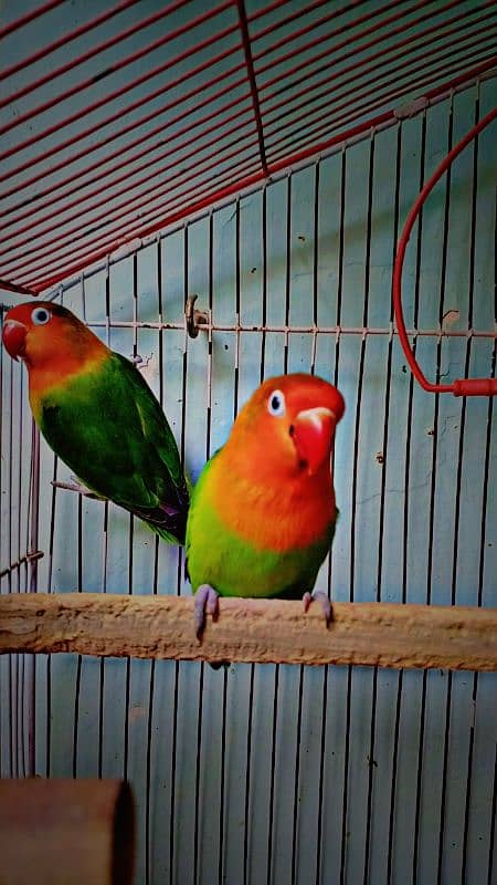 Love bird for sale 2