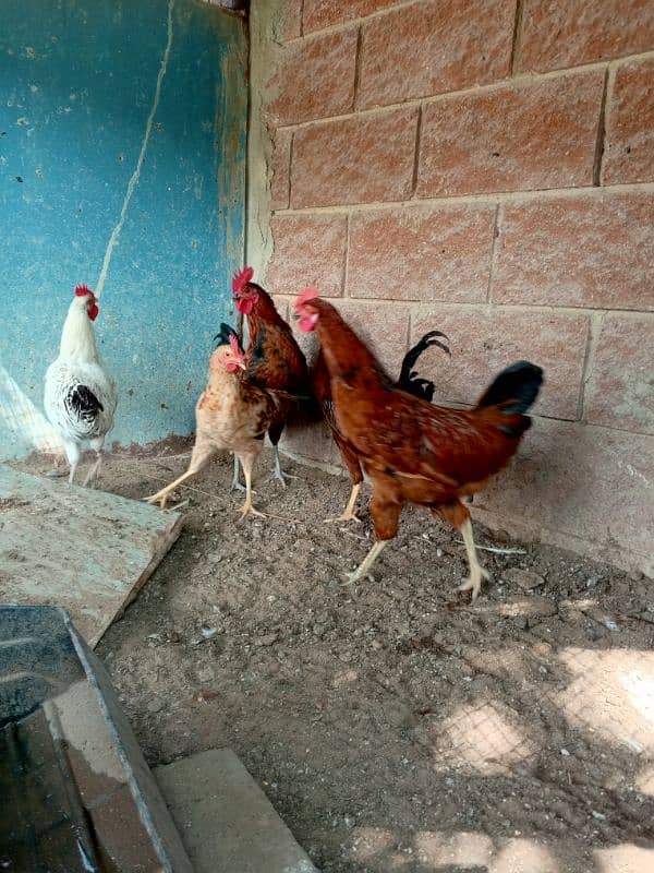 Umer Zaib Chicken Farming 15