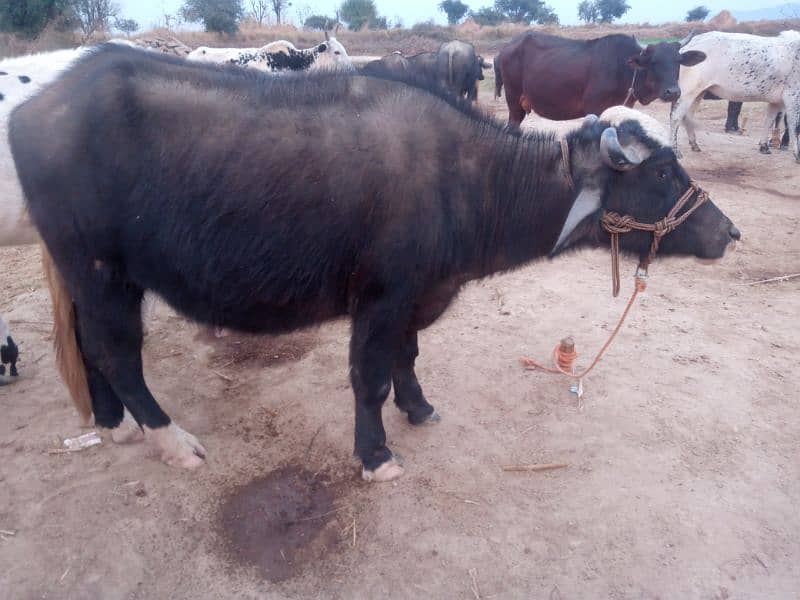 5 Buffalos | Cows | livestock| Gaay | Bhains 0