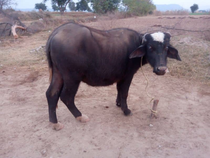 5 Buffalos | Cows | livestock| Gaay | Bhains 3