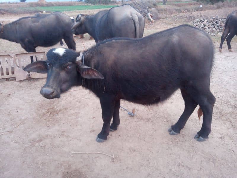 5 Buffalos | Cows | livestock| Gaay | Bhains 4