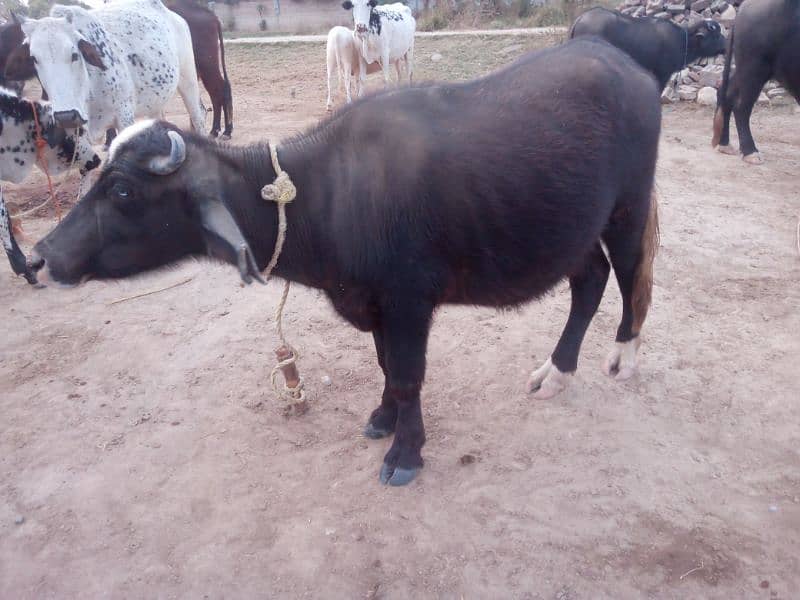 5 Buffalos | Cows | livestock| Gaay | Bhains 6