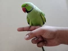 Hand tame male hai ringneck ka talking wala