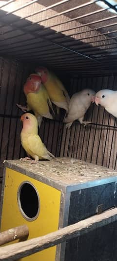 common lutino and albino black eye breeder pair