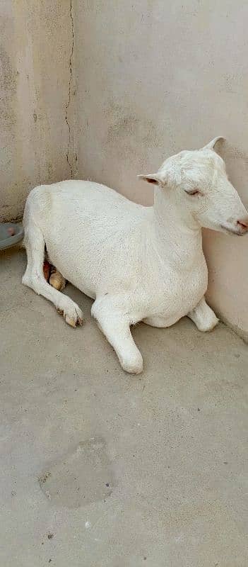 female goat 3