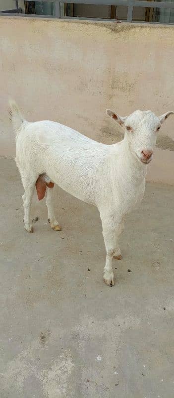 female goat 4