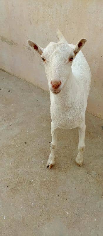 female goat 6