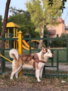 Siberian Husky male