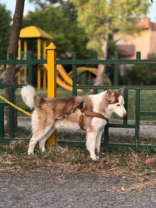 Siberian Husky male 1