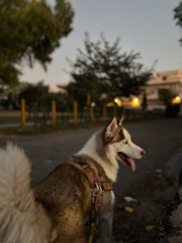 Siberian Husky male 2