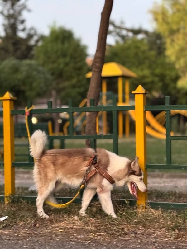 Siberian Husky male 3