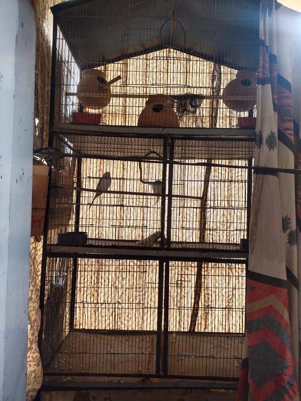 5 portions cage with accessories and 3 budgies 1