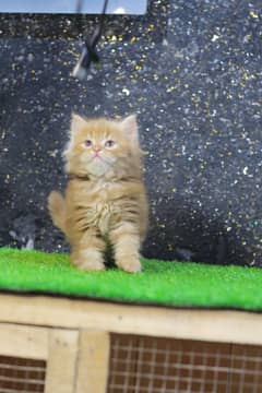 Persian | Cat | Tripple Coat | Fluffy | Small Kittens | Ginger Colour