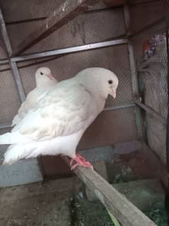 king pigeon & danish pigeon and sharazi