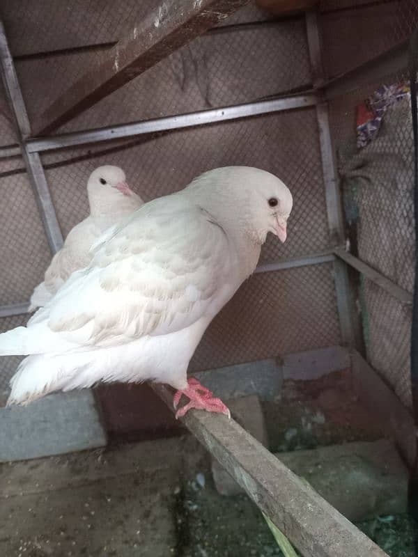 king pigeon & danish pigeon and sharazi 0