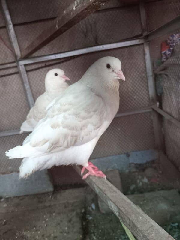 king pigeon & danish pigeon and sharazi 1