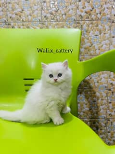 high quality kitten|Punch face Kittens|persian cat|cute|tripple|fluffy