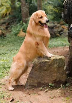 American golden retriever impoterd puppies available here