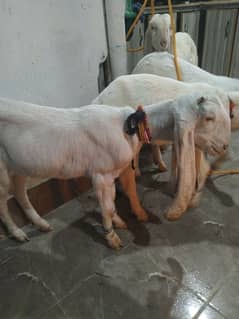 Pink goats for sell