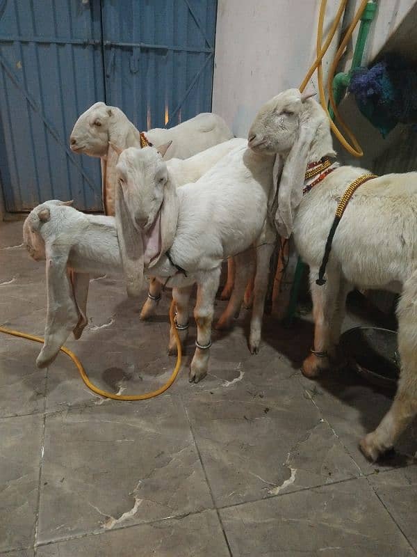 Pink goats for sell 1